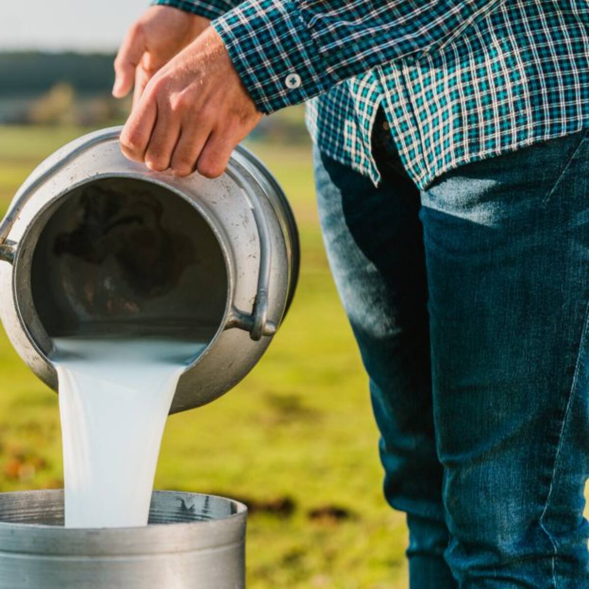 En jaque productores de leche en el Quindío por crisis en la rentabilidad