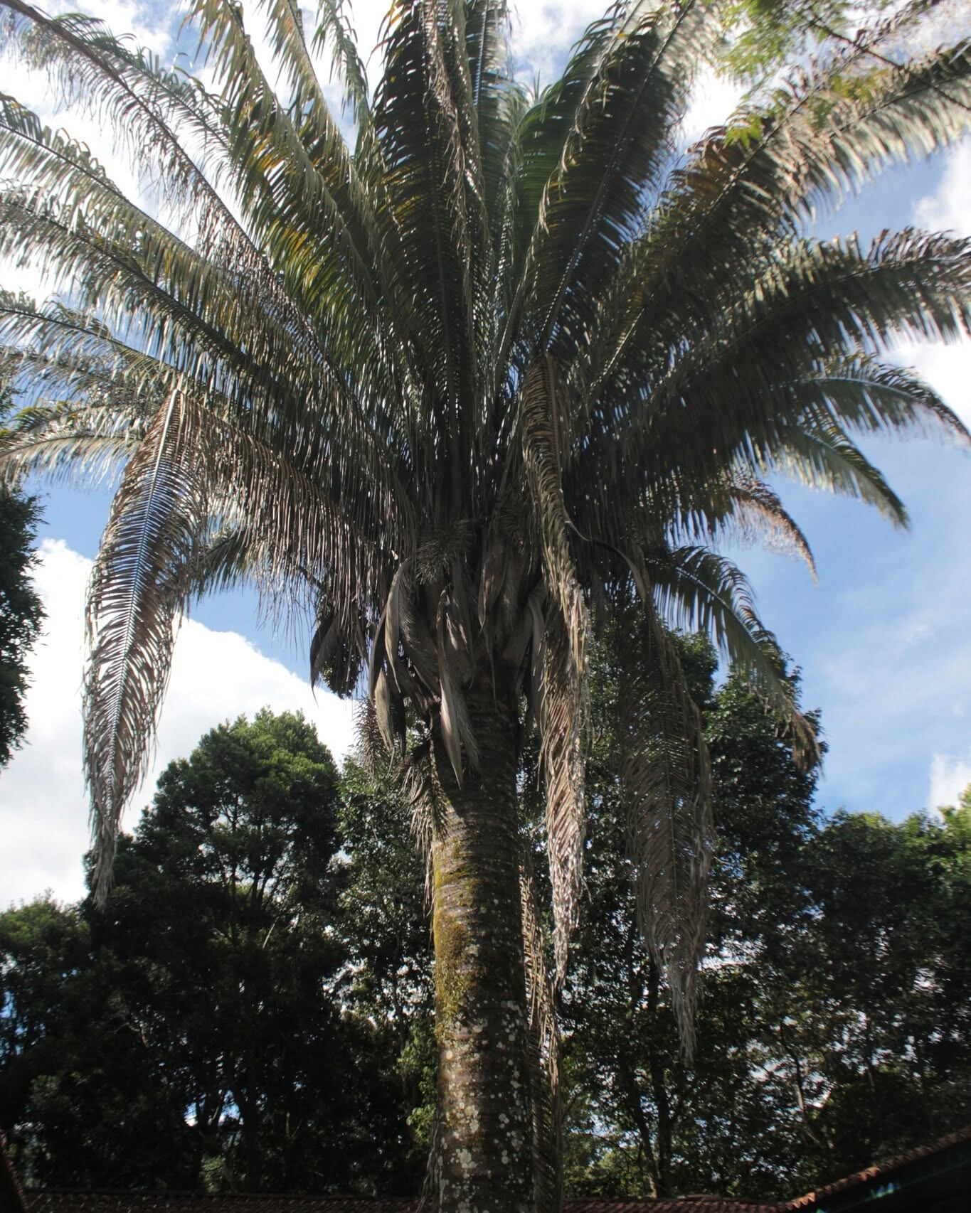Este santuario natural alberga la colección de palmas nativas más importante y completa de Colombia, con representación de cientos de especies de estas plantas. | Foto: Jardín Botánico del Quindío