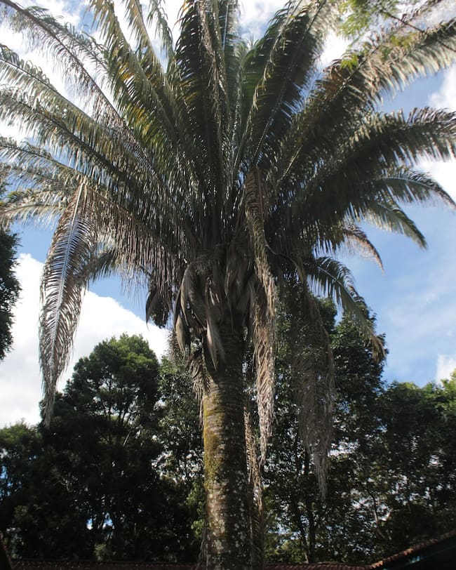 Este santuario natural alberga la colección de palmas nativas más importante y completa de Colombia, con representación de cientos de especies de estas plantas. | Foto: Jardín Botánico del Quindío