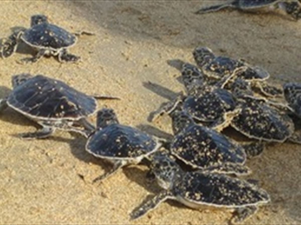 ​Los días Santos son los de mayor riesgo para especies exóticas