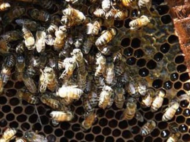 Cinco afectados dejó el ataque de abejas en Ibagué