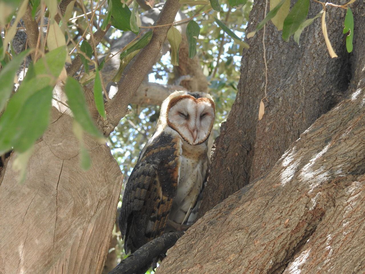 Aves rapaces . Corpamag