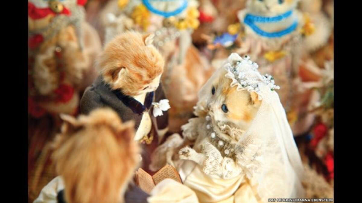 Una de sus colecciones más numerosas, “La boda de los gatitos”, se expuso en el año 2000 en el Museo Victoria y Albert, localizado en el centro de Londres.