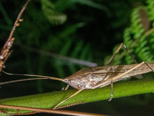 Ecoacústica de los grillos