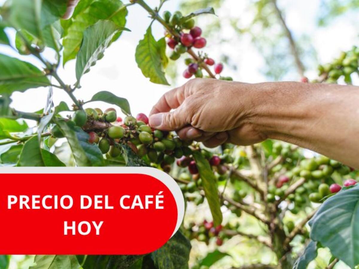 Así se cotiza el café en Colombia HOY 16 de marzo 2026: Leve aumento en los precios