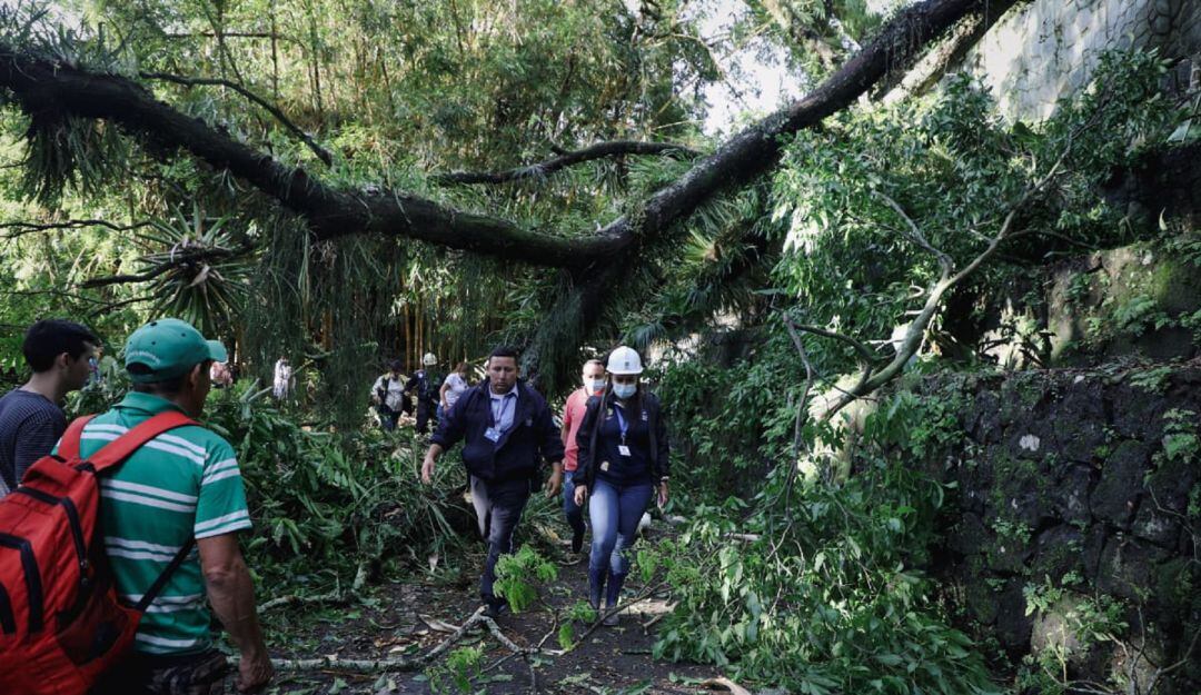 Caída de árbol Parque Centenario Ibagué