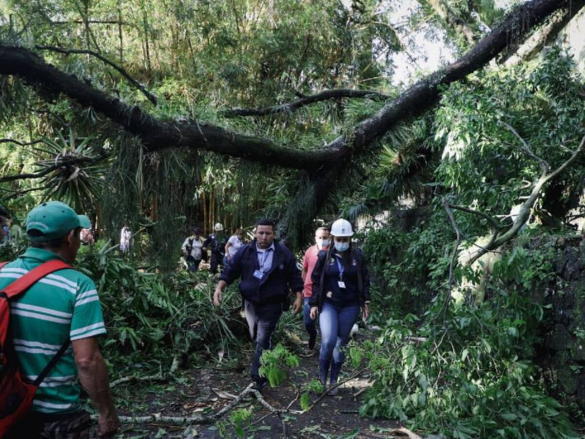 Una persona muerta y dos heridas tras la caída de un árbol en Ibagué