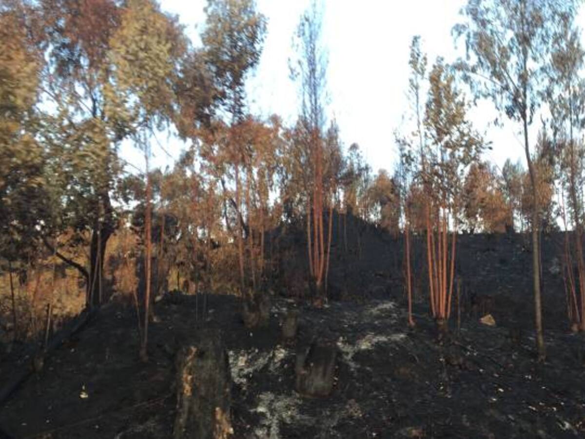 Cultivos y pastos principales afectados por la sequía en Facatativá