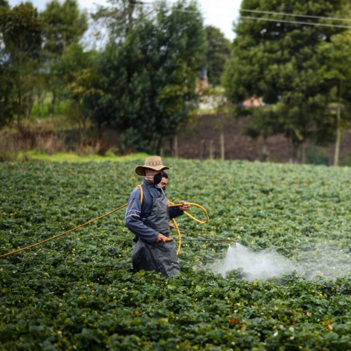 Futuro del insecticida clorpirifós quedó en manos de la Corte