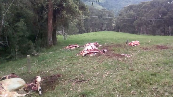 Informe robo ganado, Quindío