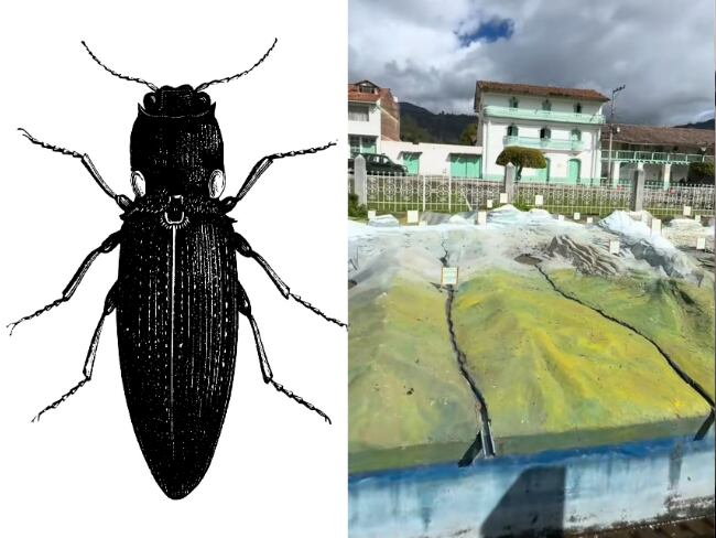 Pyrophorus noctilucus, imagen de referencia (Getty Images); Municipio 'El Cocuy', imagen sacada de cuenta oficial de TikTok de 'Harold Castro'.