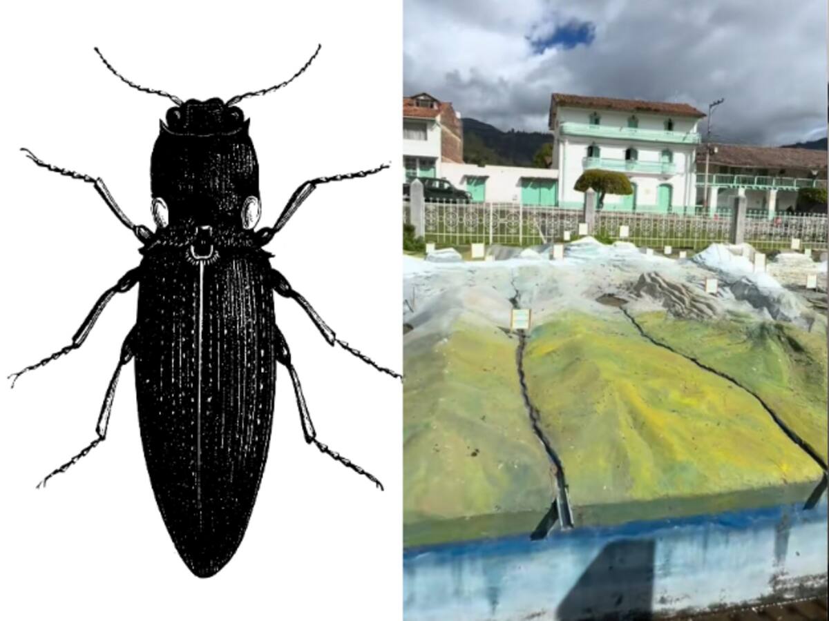 Este municipio de Boyacá tiene nombre de un famoso insecto de esa región: Pocos lo sabían