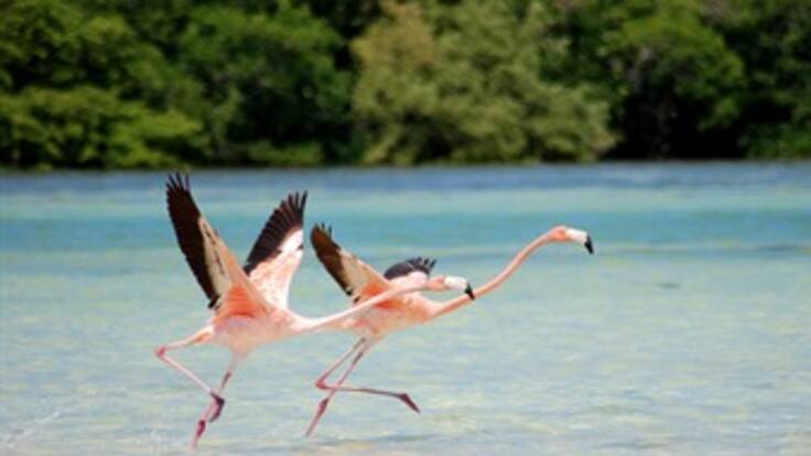 Apertura del primer aviario en Colombia