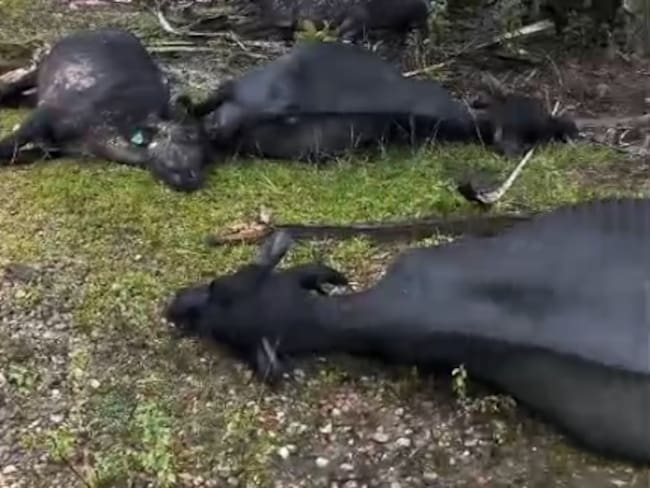 Búfalos muertos