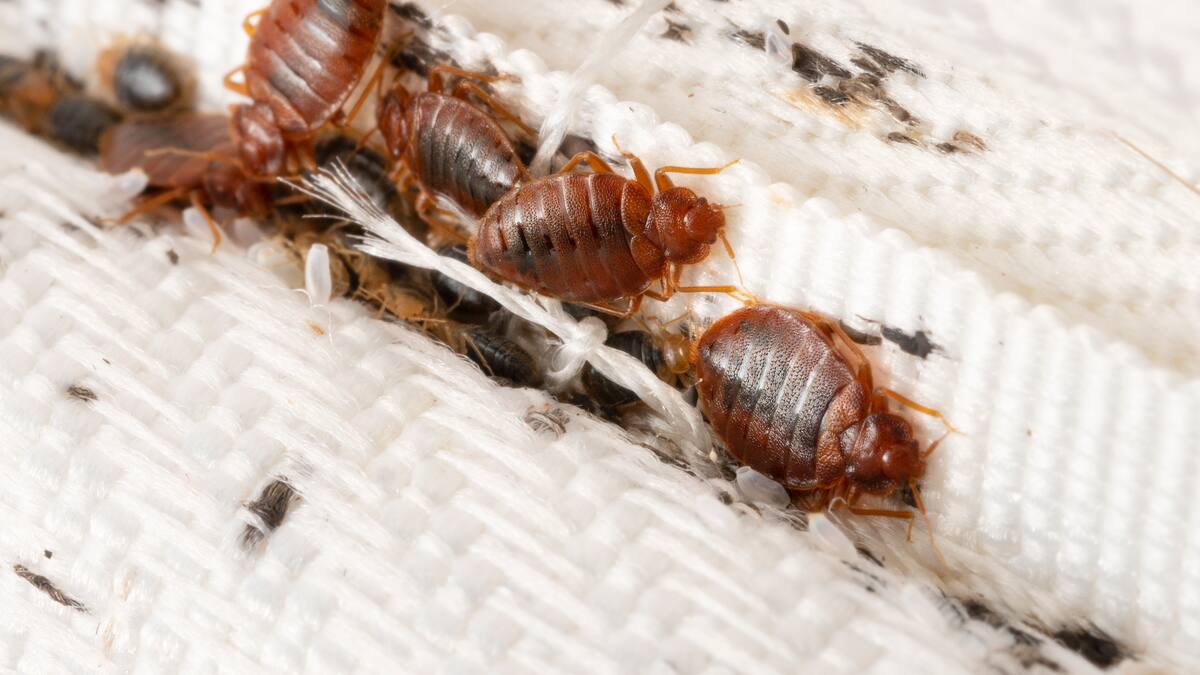 Plaga de chinches azota a varios países Europa ¿Podría llegar a Colombia?