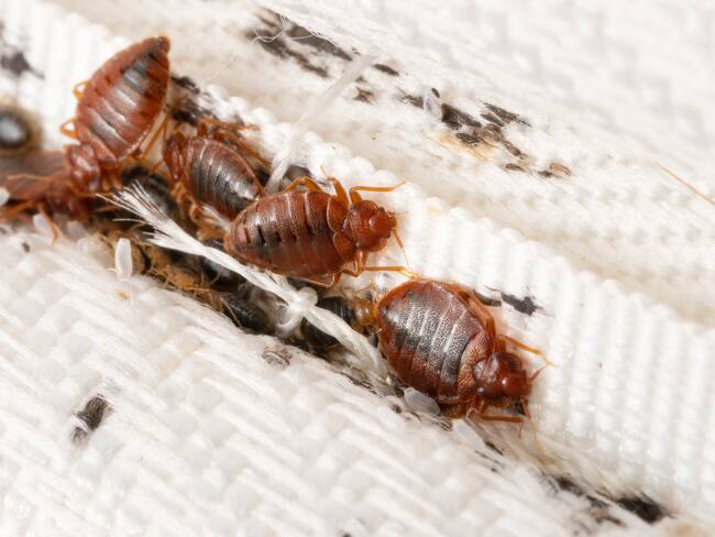 Plaga de chinches en Europa - Getty Images