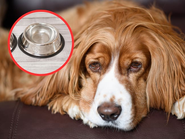 Perro enfermo por beber agua, imágenes de referencia // Getty Images
