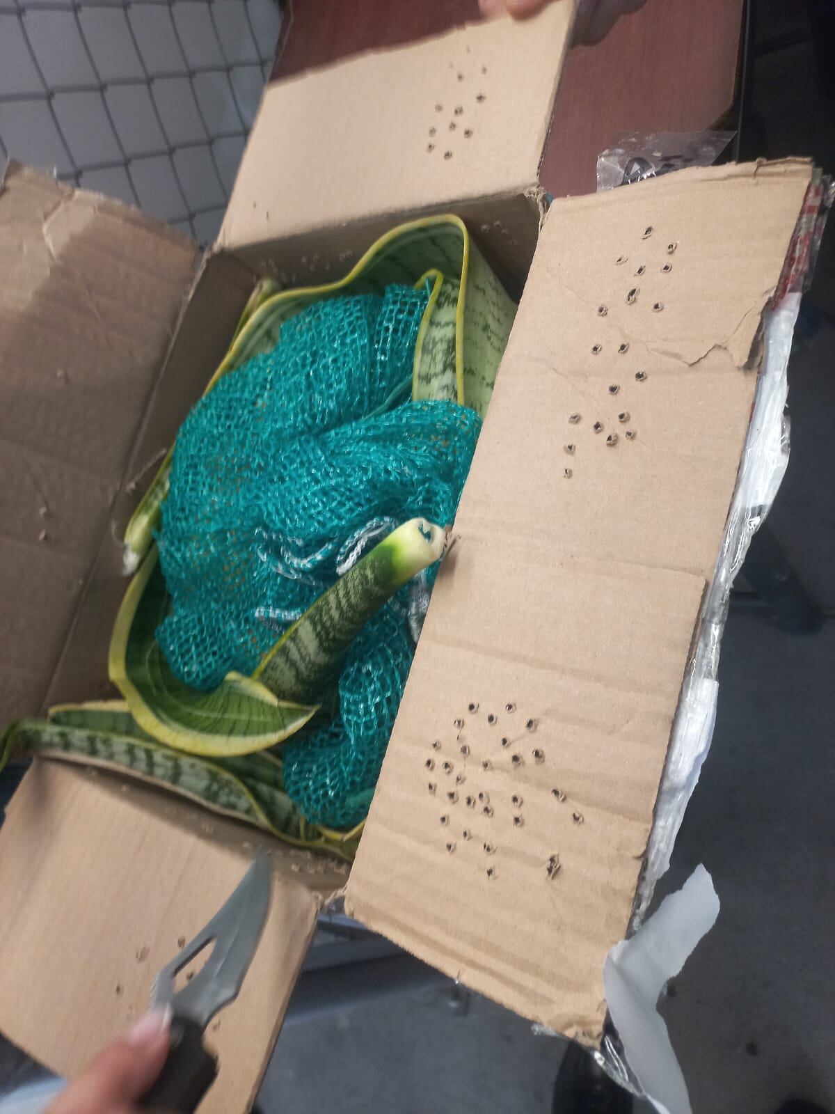 Su uso para tratar enfermedades terminales como el cáncer. Foto CAM.