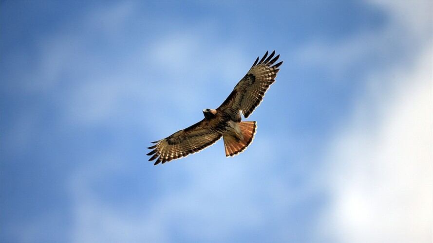 Un águila aliancha o gavilán aliancho fue colgada de sus alas a un poste de la luz por delincuentes. Foto: Getty Images / Imagen de referencia