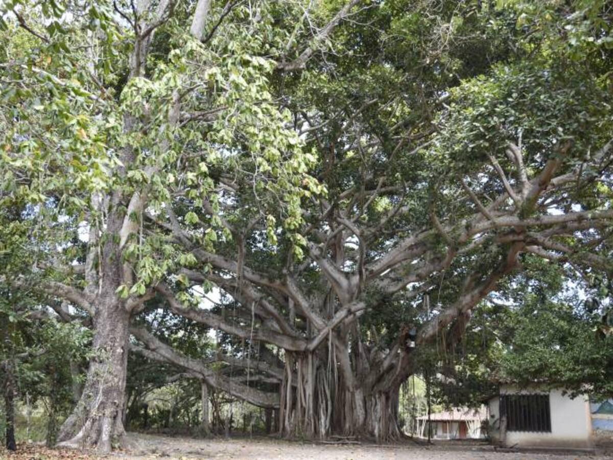 Los jóvenes en Patía se capacitan prevenir las quemas