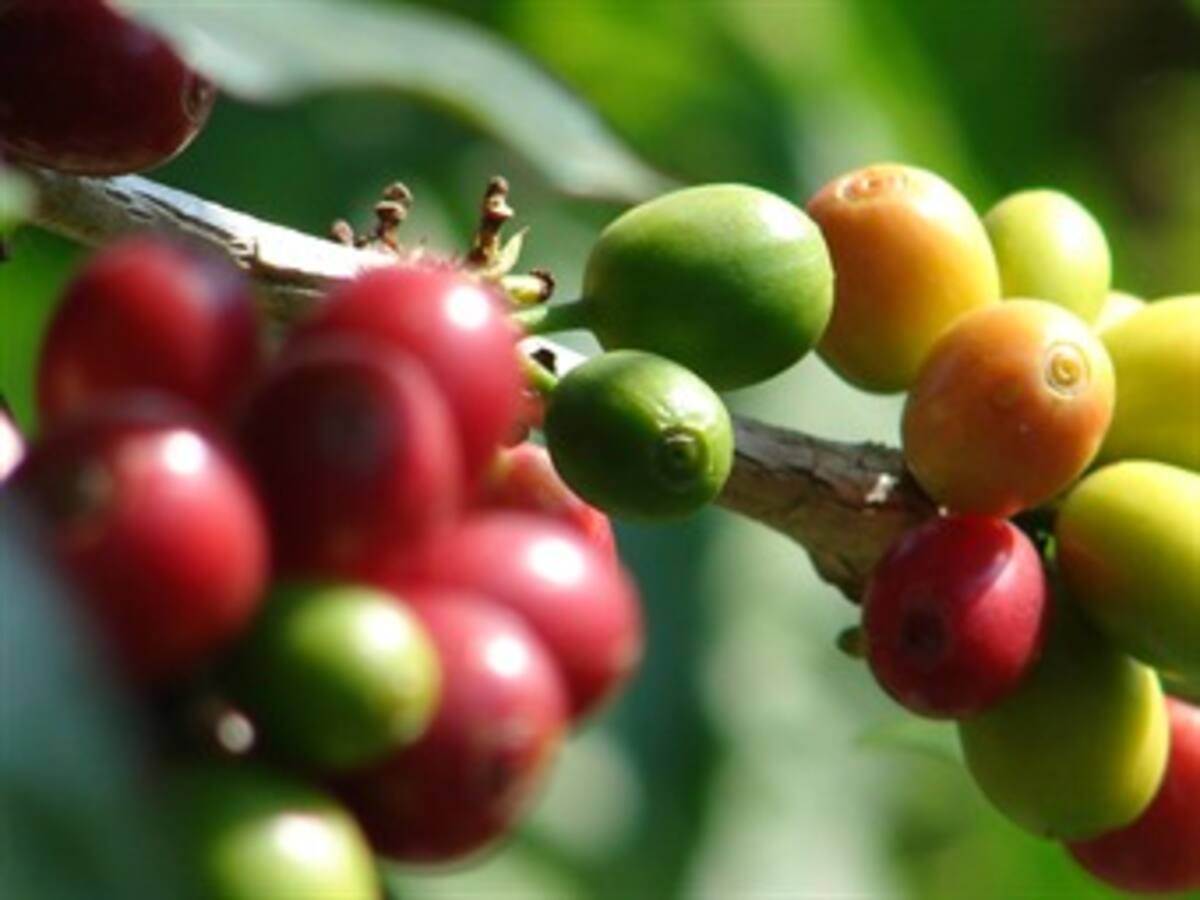 Detectan contrabando de café en el Huila