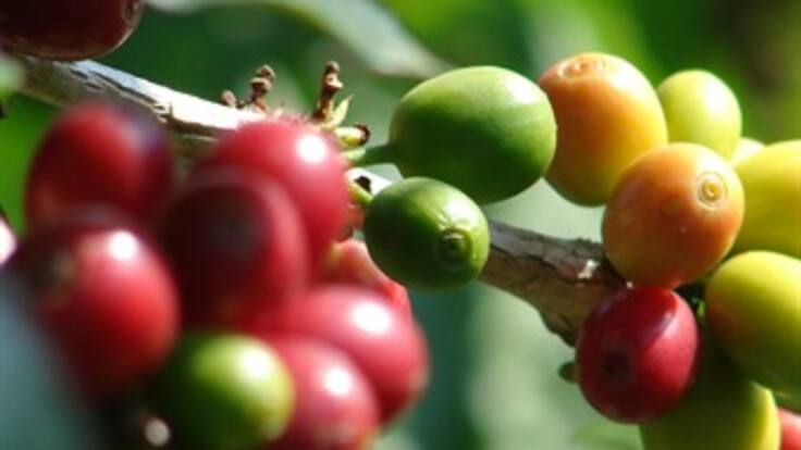 Detectan contrabando de café en el Huila