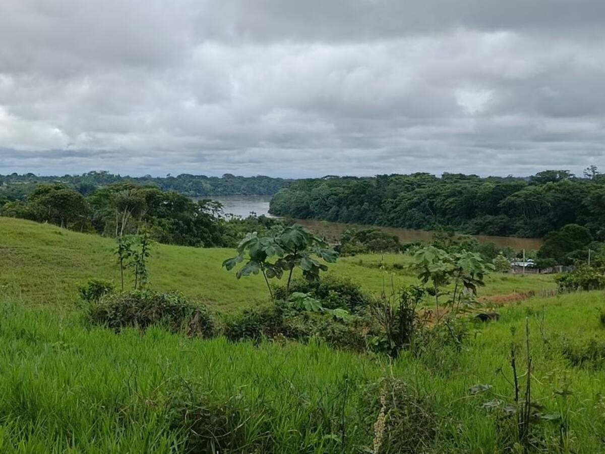 Educación ambiental, la esperanza de los bosques