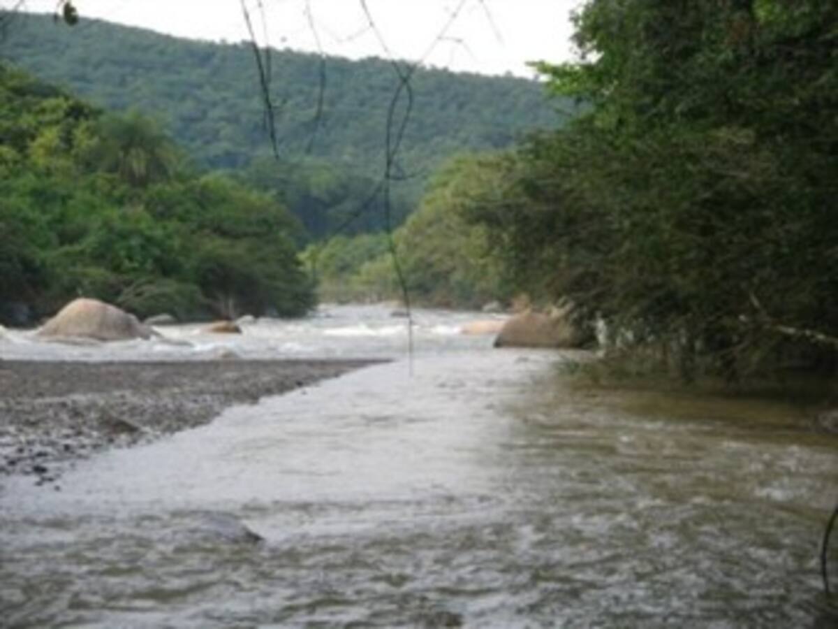 Extraña mortandad de peces en afluente de Norte de Santander