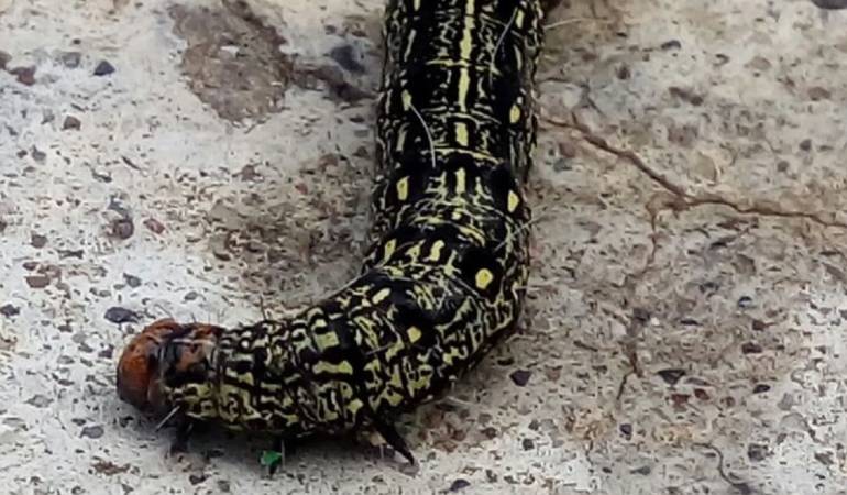 Proliferación de Gusanos