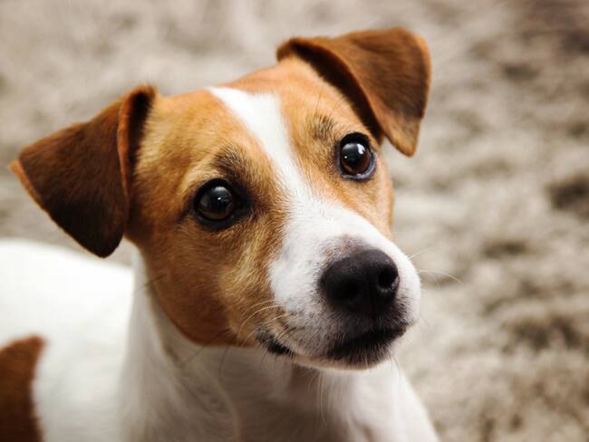 Imagen de referencia de mascotas.