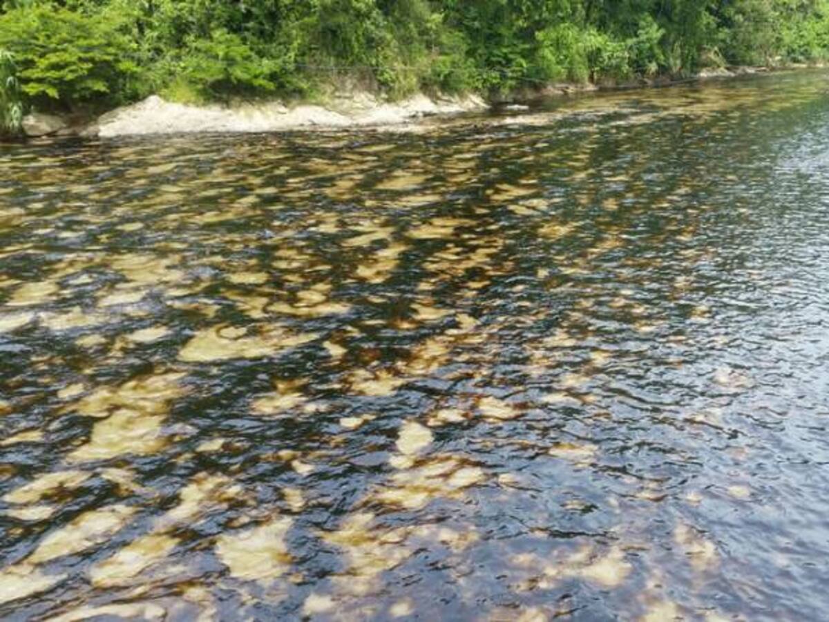 Es grave el daño ecológico por nuevo atentado a oleoducto Caño Limón - Coveñas