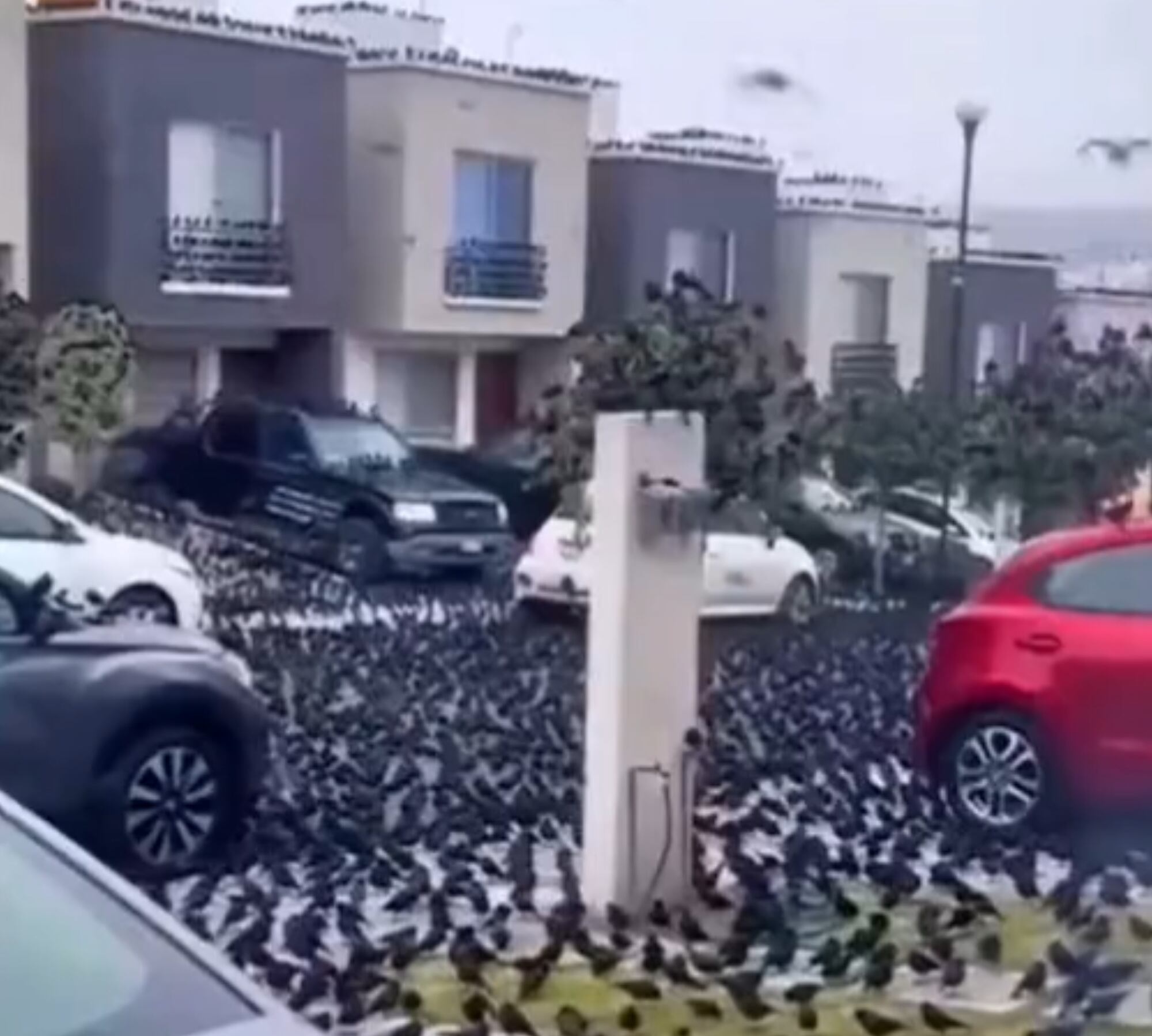 Extraño comportamiento de cuervos en Japón alerta al mundo, ¿son un mal presagio? - Cortesía