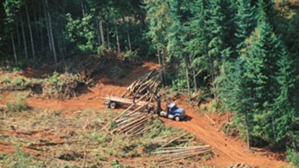 Colombia, octavo deforestador del mundo