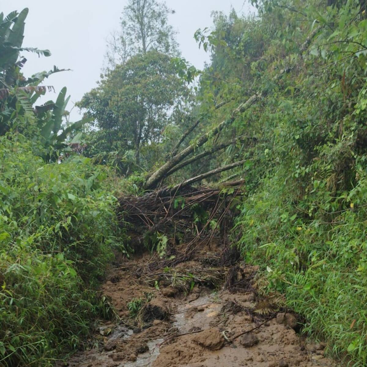 ¿Cuál es la situación por derrumbes en el municipio de Salento, Quindío?