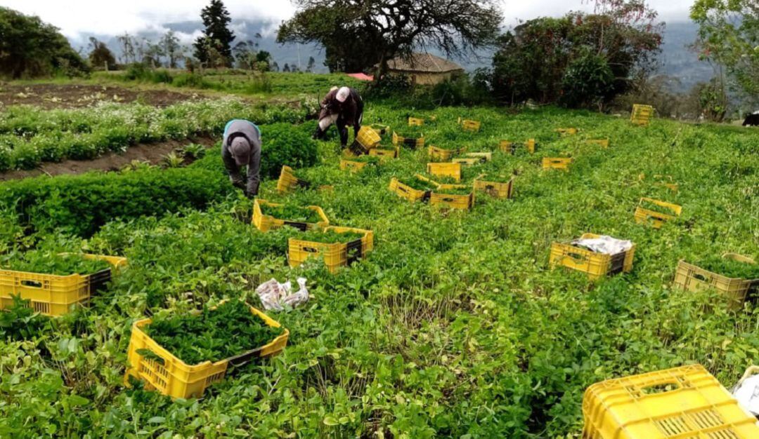 Cultivos de hierbas aromáticas en Cundinamarca.