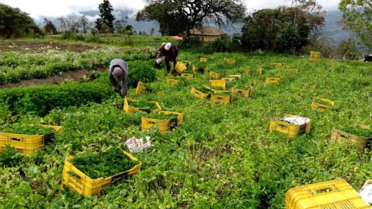 Productores de aromáticas de Chipaque piden apoyo ante ventas bajas