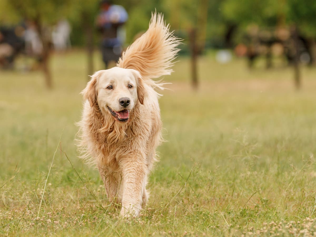 ¿Por qué los perros comen pasto? La explicación tras este comportamiento