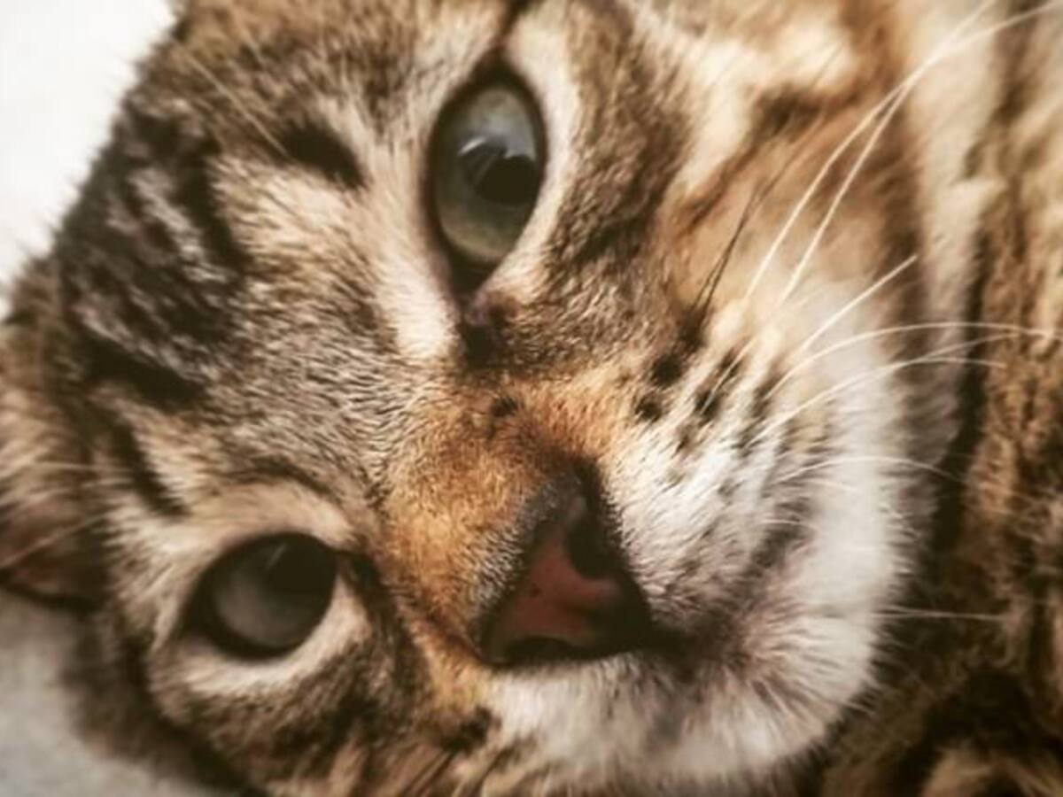 Niña de 3 años resultó intoxicada luego de ingerir veneno que pusieron a varios gatos