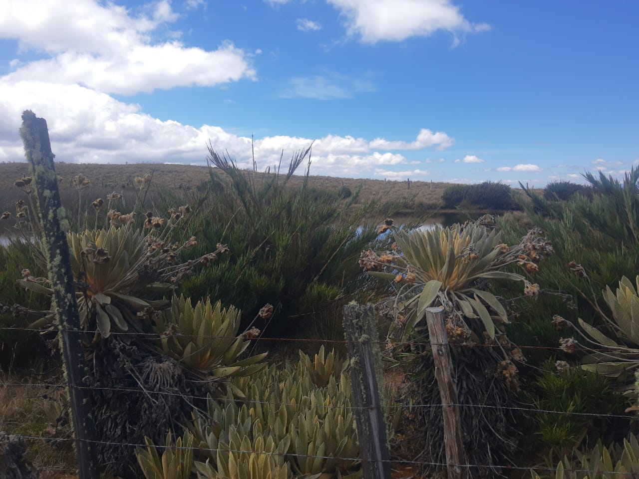 Páramo de Pisba / Los veedores denuncian que aún no se trata la problemática minera que esta contaminando el agua.