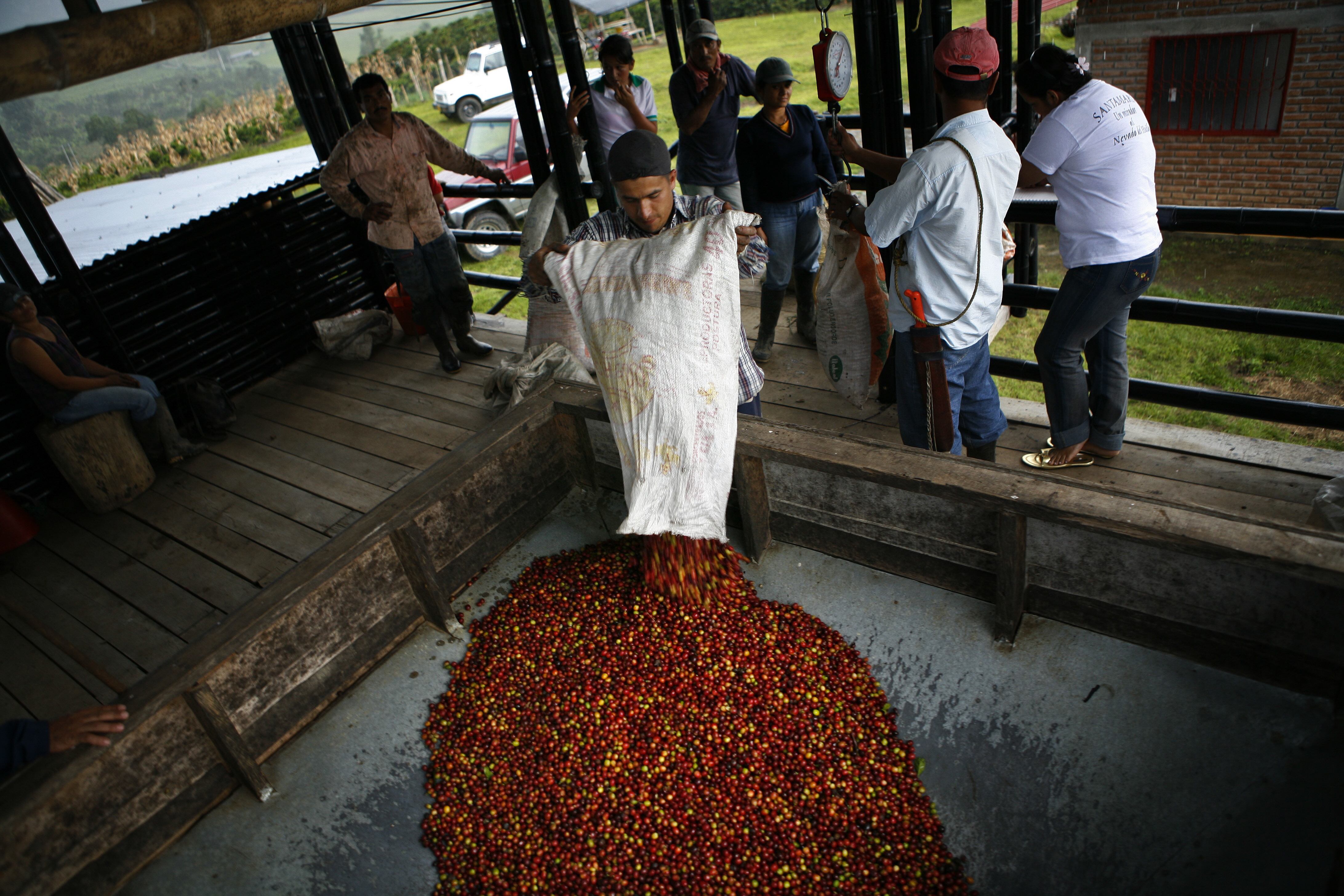 Cafeteros Colombia (Foto de Timothy Fadek/Corbis vía Getty Images)