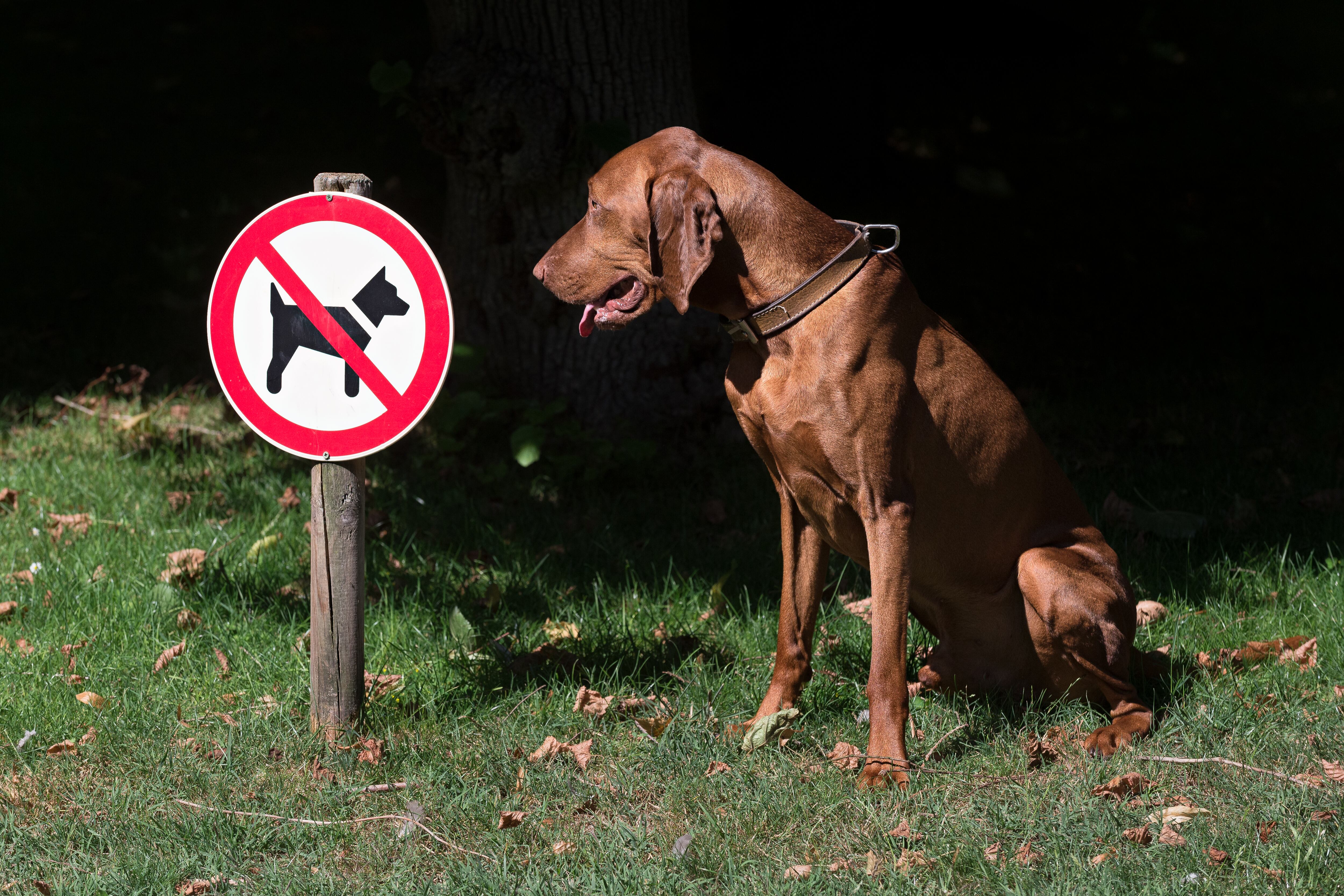 Perro observando una señal de prohibición de caninos (Foto vía Getty Images)