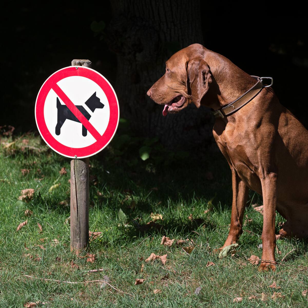 ¿Por qué? Estas son las razas de perros que están prohibidas en el mundo
