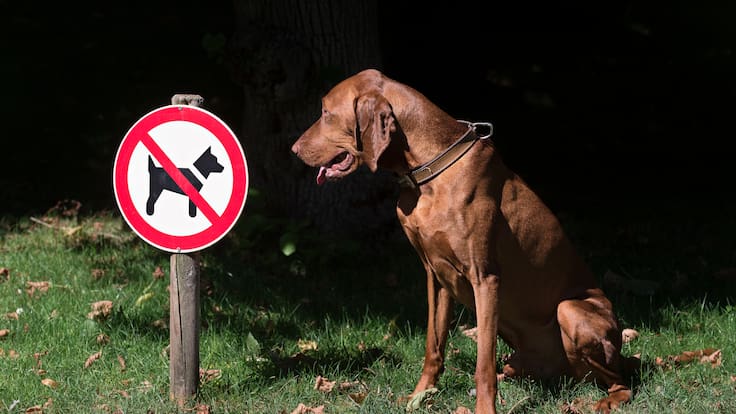Perro observando una señal de prohibición de caninos (Foto vía Getty Images)