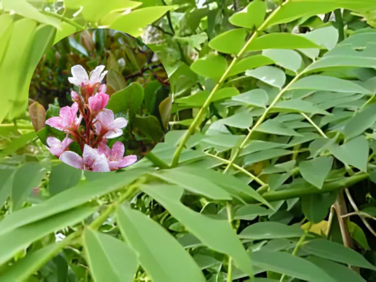 Para qué sirve la hoja del árbol ‘Matarratón’: Usos medicinales y benéficos de la Gliricidia sepium