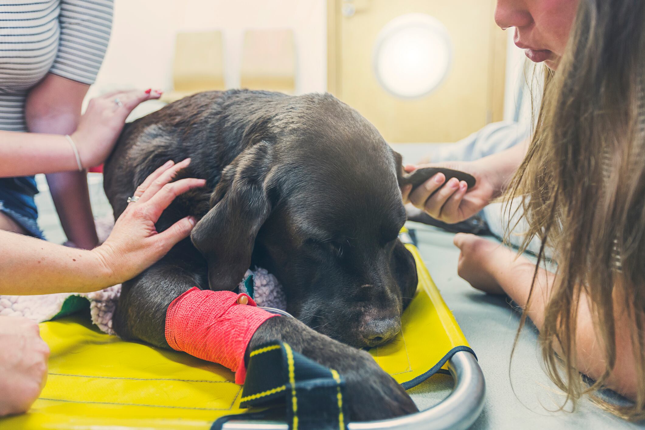 Familia alrededor de su perro, mientras están en el veterinario (Getty Images)
