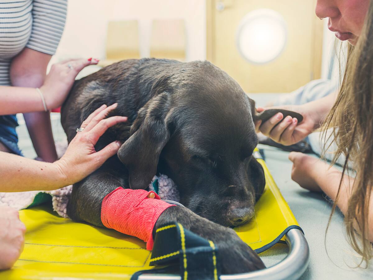 Cáncer en gatos y perros: Señales que indicarían que su mascota puede tener la enfermedad