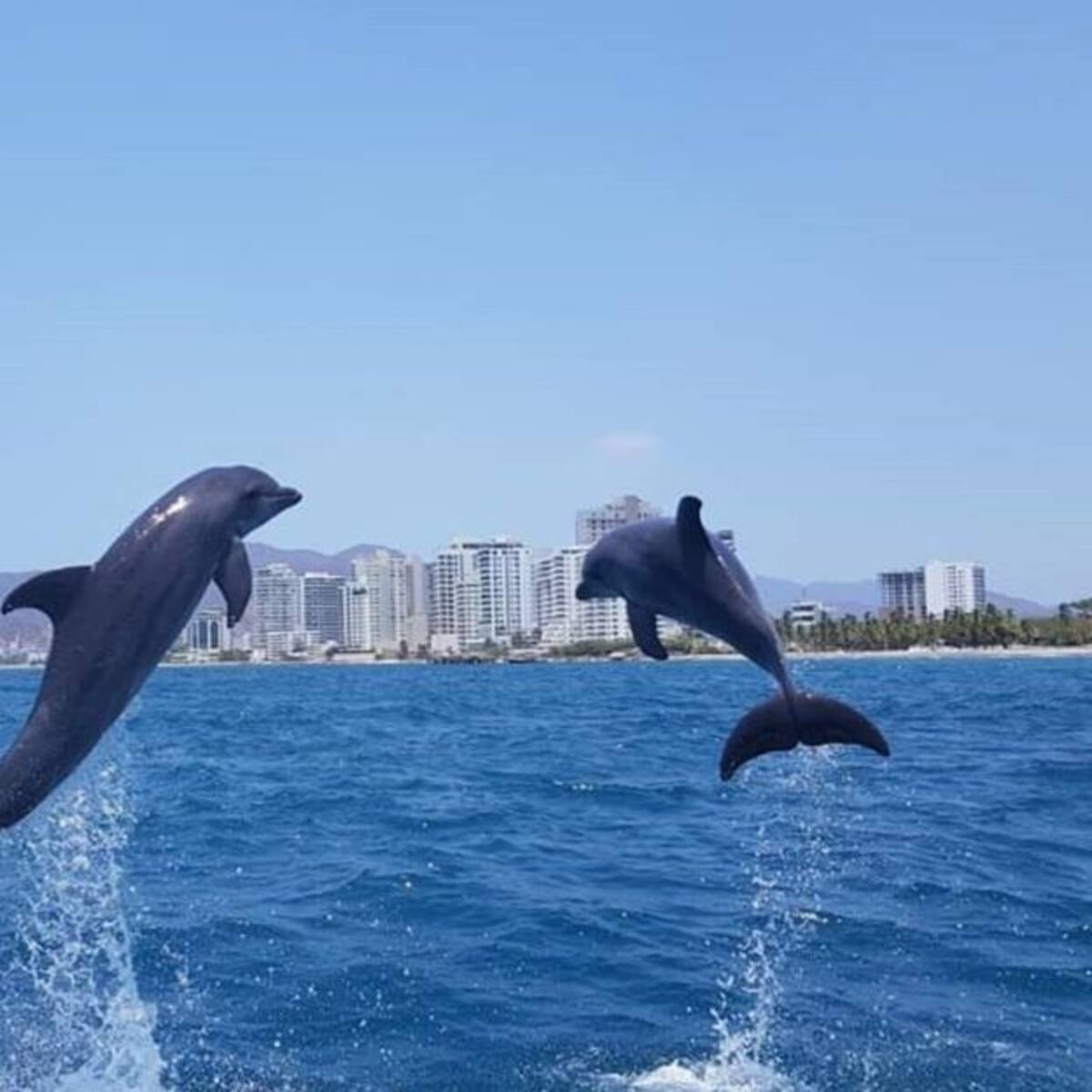SOS por falta de alimentos para delfines en el Acuario de Santa Marta