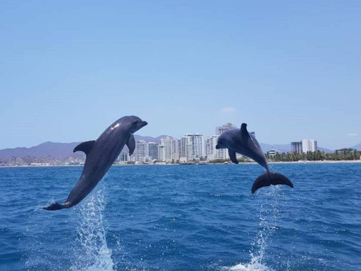 SOS por falta de alimentos para delfines en el Acuario de Santa Marta