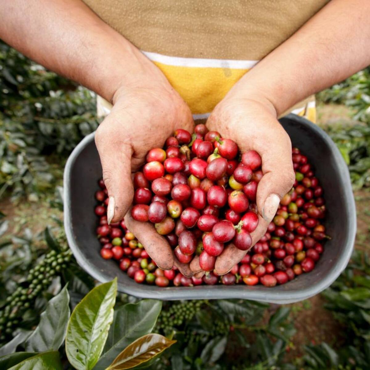 Llegó la cosecha cafetera a Risaralda, proyectada en $900 mil millones