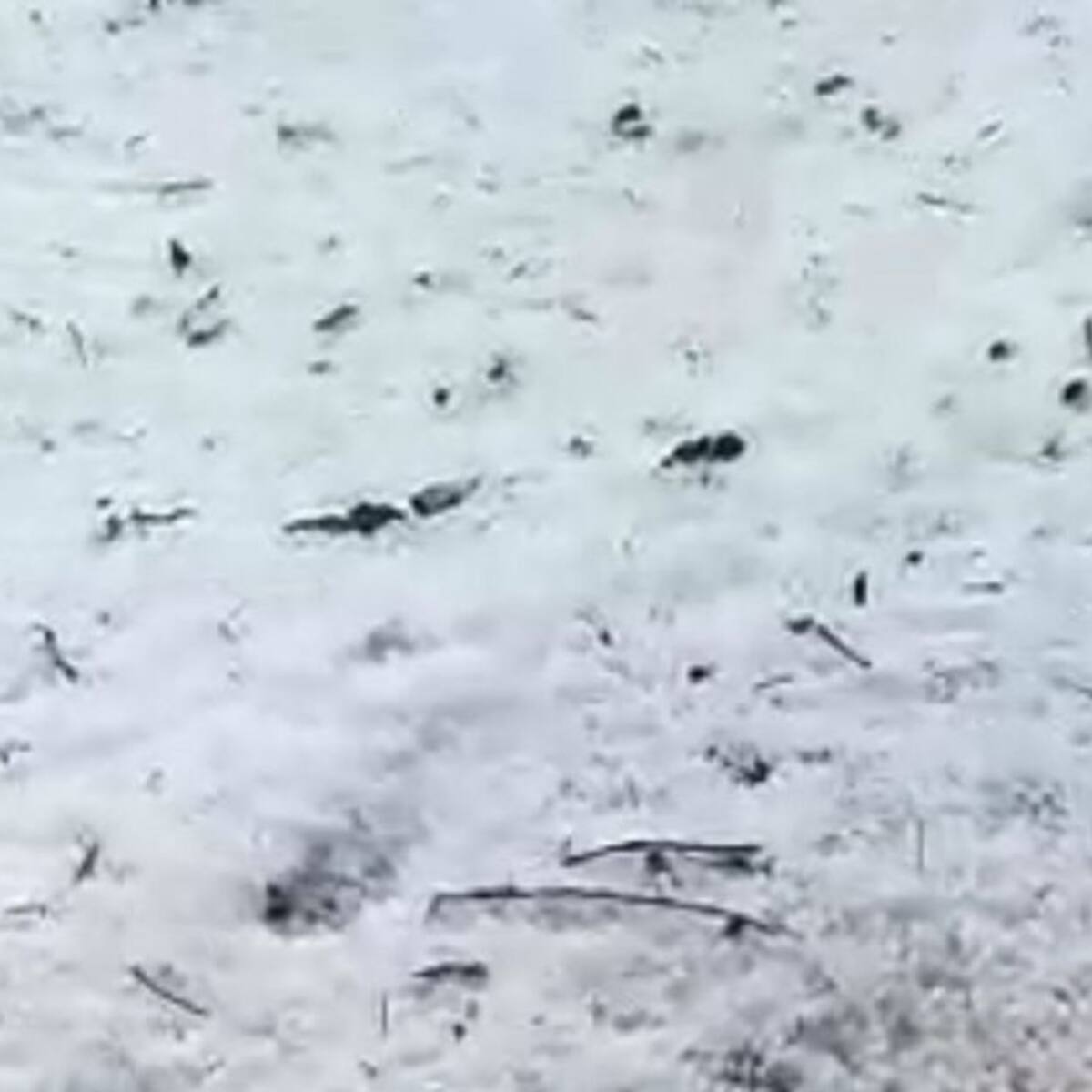 Granizada causó perdida total en cultivos de café